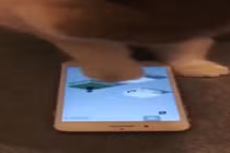 Video: Choáng váng xem mèo chơi điện tử sành điệu