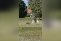 Video: Sếu giang cánh “hộ tống” cá sấu đi qua sân cỏ