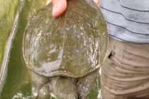 Nuôi loài cổ thò ra rụt vào, lưng bóng nhẫy, một vốn bốn lời