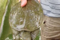 Nuôi loài cổ thò ra rụt vào, lưng bóng nhẫy, một vốn bốn lời