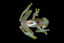 Kinh ngạc những động vật trong suốt ít ai tin chúng tồn tại