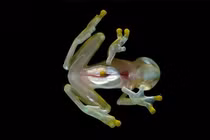 Kinh ngạc những động vật trong suốt ít ai tin chúng tồn tại