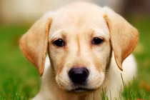 Top con giáp sau 30 tuổi sự nghiệp mới bớt lận đận