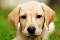 Top con giáp sau 30 tuổi sự nghiệp mới bớt lận đận