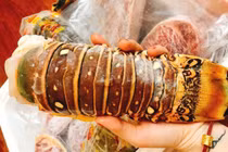 Đuôi tôm hùm cấp đông đi máy bay về Việt Nam 'hét' giá 3 triệu đồng/kg