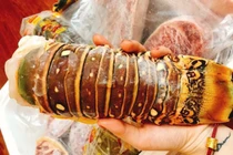 Đuôi tôm hùm cấp đông đi máy bay về Việt Nam 'hét' giá 3 triệu đồng/kg
