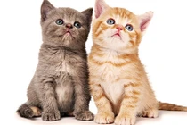 5 con giáp nữ càng về sau càng hạnh phúc vì được chồng yêu