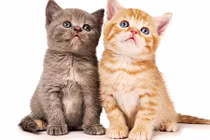 5 con giáp nữ càng về sau càng hạnh phúc vì được chồng yêu