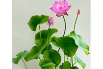 Cách trồng "hồ sen" Nhật mini trong nhà