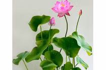 Cách trồng "hồ sen" Nhật mini trong nhà