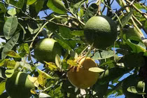 Độc đáo trái hường vị ngon khó cưỡng chuẩn sạch 100%