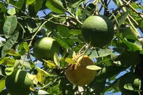 Độc đáo trái hường vị ngon khó cưỡng chuẩn sạch 100%