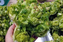 Cải mầm đá Sapa sắp hết mùa, bà nội trợ cảnh giác với hàng Trung Quốc