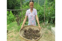 Cỏ lạ được Trung Quốc mua giá chục triệu/kg