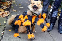 Những chú chó hóa trang Halloween “sành điệu” hơn cả người