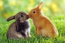 Ảnh siêu đáng yêu về động vật tí hon dễ thương nhất quả đất 