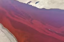 Dòng sông Bắc Cực bỗng nhuộm màu đỏ rực như máu