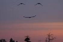 Những bức ảnh trùng hợp đến "không thể tin nổi"