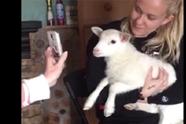 Video: Khi thú cưng còn mê công nghệ hơn cả chủ