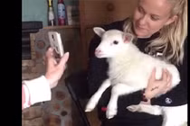 Video: Khi thú cưng còn mê công nghệ hơn cả chủ