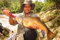 Cá đặc sản được mệnh danh “vong bất liễu ngư” có giá quý như vàng