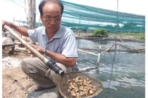 Nuôi loài “ốc phá sản”, lão nông vẫn thu tiền tỷ mỗi năm