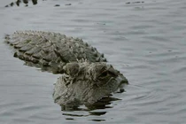 Siêu bão Harvey: Lo ngại hàng trăm con cá sấu sổng chuồng