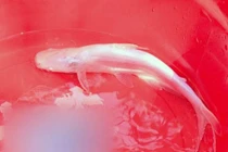 Chuyện chưa biết về những con cá tra bạch tạng