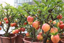 Cú lừa ngày Tết: Táo bonsai nở hoa dâm bụt