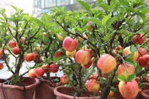 Cú lừa ngày Tết: Táo bonsai nở hoa dâm bụt