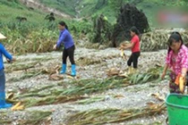 Video: Xót cảnh em bé Hà Giang đi mót từng bắp ngô sau lũ