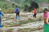 Video: Xót cảnh em bé Hà Giang đi mót từng bắp ngô sau lũ