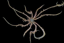 Khám phá những loài sinh vật độc nhất vô nhị dưới đáy Châu Nam Cực