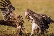 Video: Cuộc chiến khốc liệt giữa đại bàng và kền kền