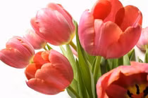 Hoa tulip nở rực đúng dịp Tết nhờ biết cách đơn giản không ngờ