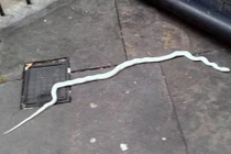 Hộp chứa sinh vật kỳ lạ được gửi tới cơ quan cảnh sát Anh