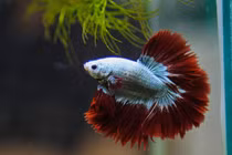 Video: Cá độc lạ ở triển lãm cá cảnh lớn nhất TP.HCM