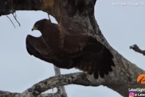 Video chim chạy trốn diều hâu, bị cá sấu ăn thịt