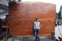 "Siêu" sập gỗ Cẩm đẹp như bức bình phong xuất hiện ở Bắc Ninh