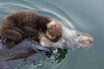 Hình ảnh rái cá âu yếm ôm đứa con mới đẻ trên bụng để bảo vệ 