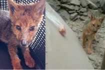 Chó Husky 3 tháng tuổi bỗng “hóa” thành... cáo