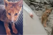 Chó Husky 3 tháng tuổi bỗng “hóa” thành... cáo