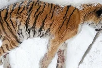 Con hổ Siberia kiệt sức, gục ngã trước cửa nhà dân để cầu cứu