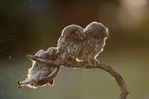 10 bức ảnh gây cười nhờ chụp đúng thời điểm