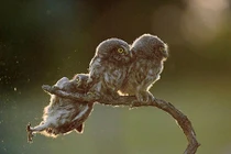 10 bức ảnh gây cười nhờ chụp đúng thời điểm