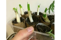 Mẹo trồng hành trong lõi giấy vệ sinh để có hành lá ăn quanh năm