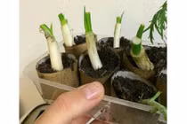 Mẹo trồng hành trong lõi giấy vệ sinh để có hành lá ăn quanh năm