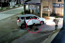 Video: "Cẩu tặc" đi ô tô, bắn súng điện trộm chó nhanh như chớp