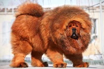 Loài chó đắt nhất thế giới, giống sư tử, vô cùng quý hiếm