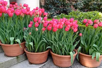Trồng và chăm sóc hoa Tulip cho hoa nở đẹp như ý muốn